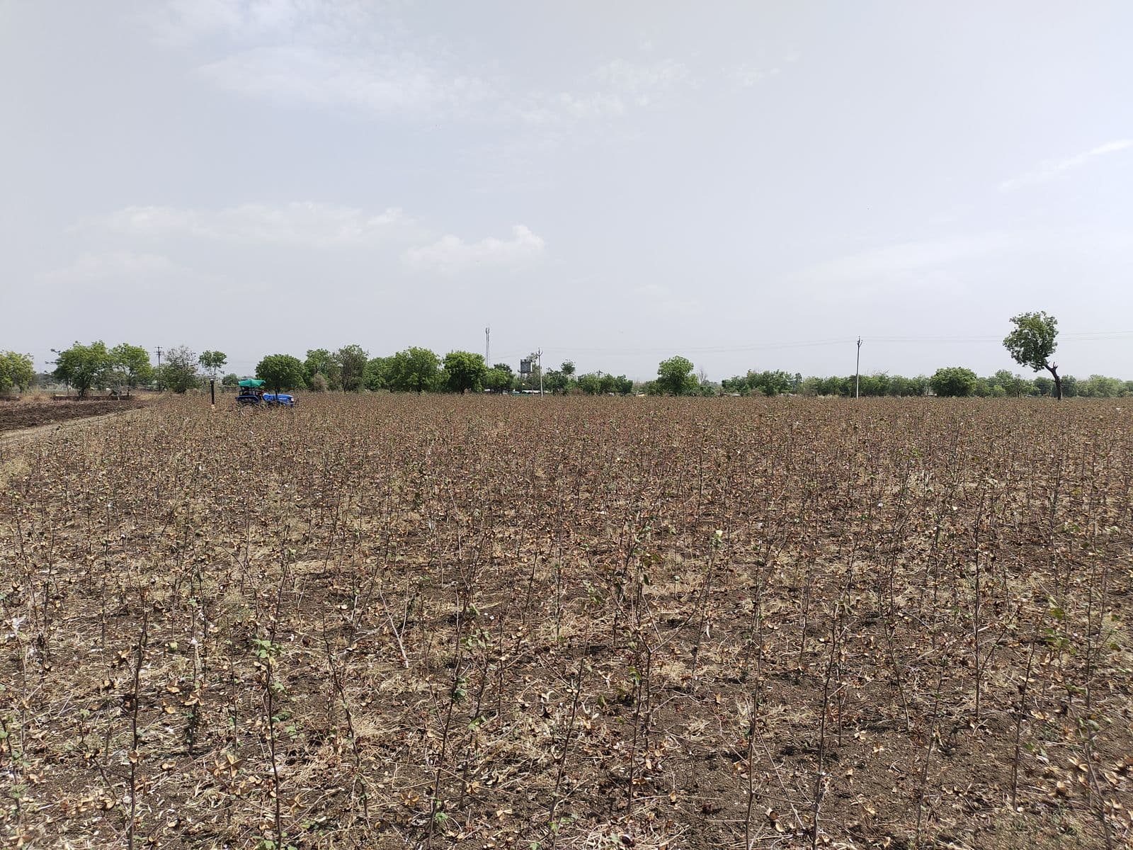 Cotton stalk field Vidarbha
